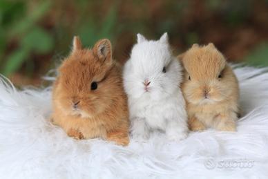 Coniglio Nano Olandese