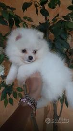Spitz Pomerania nano bianco