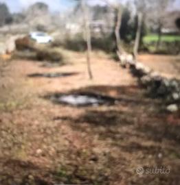 Terreno agricolo noci