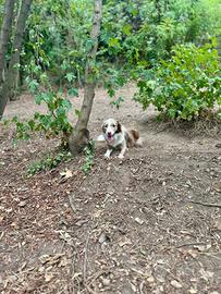 Border collie red merle