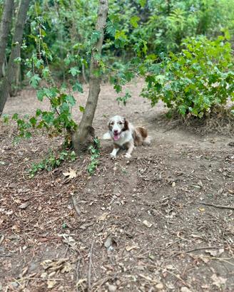 Border collie red merle