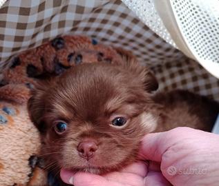 Chihuahua nato in casa cioccolato lilach e bianco