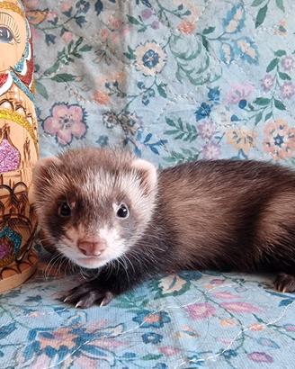 Cuccioli di furetto