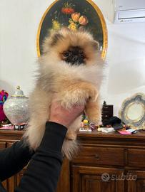 Spitz tedeschi