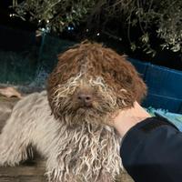 Lagotto con Pedigree - Tartufi
