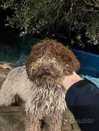 Lagotto con Pedigree - Tartufi