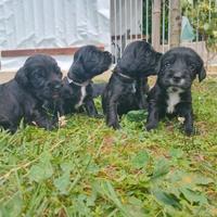 Cuccioli kocher spaniel inglesi