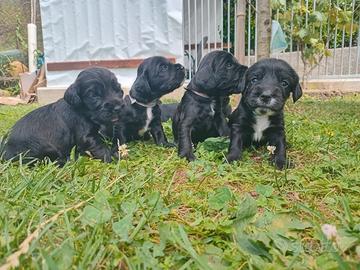 Cuccioli kocher spaniel inglesi