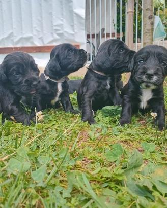 Cuccioli kocher spaniel inglesi