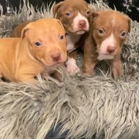 Cuccioli di Pitbull ukc con Pedigree