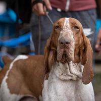 Stallone Bracco Italiano