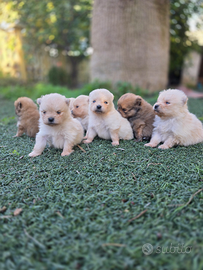 Spitz, volpino di pomerania