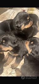 Rottweiler cucciole