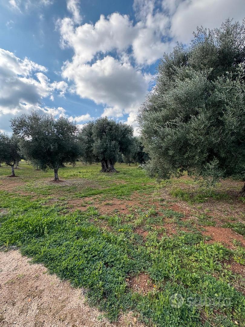 Terreno 5000 m²(+5000) - Vista 4