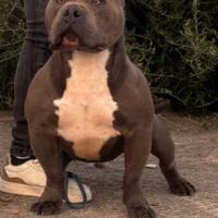 American bully poket