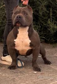American bully poket