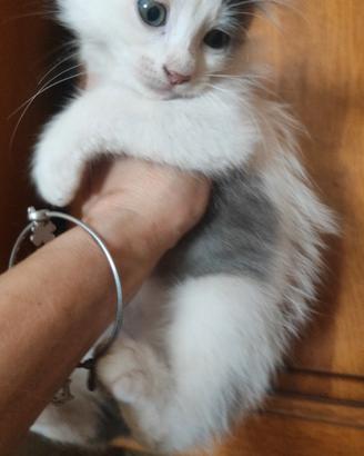 CuccioliSIBERIANIpuri/eDiIncroci di Razza