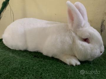 Conigli di razza