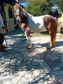 Cavalla