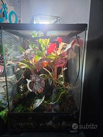 terrario Giganterra 30x30x45