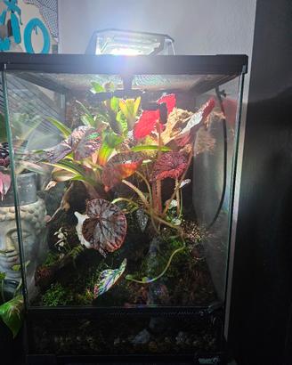 terrario Giganterra 30x30x45