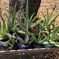 Lotto piante grasse aloe vera