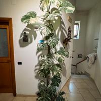 Monstera thai constellation