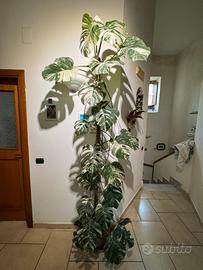 Monstera thai constellation