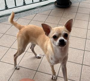 Chihuahua