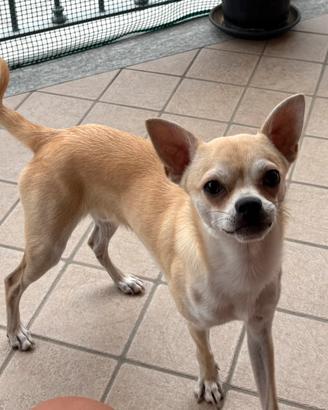 Chihuahua