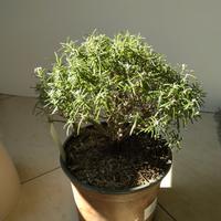 Prebonsai di Rosmarino