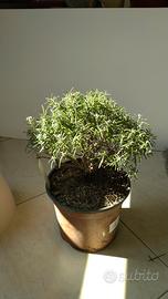 Prebonsai di Rosmarino