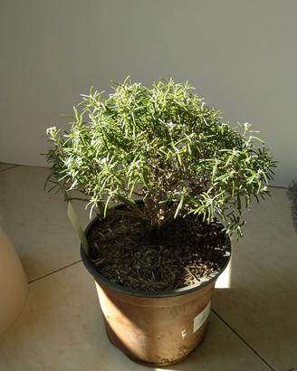 Prebonsai di Rosmarino