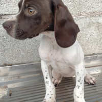 Bracco pointer da tartufo