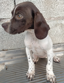 Bracco pointer da tartufo