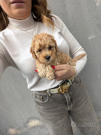 Albicocca Barboncino Toy