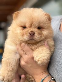 Chiw chow frmmina crema
