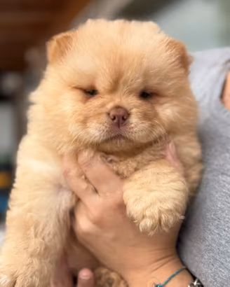 Chiw chow frmmina crema