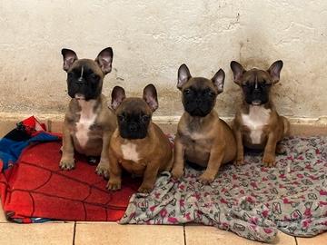 Bulldog francesi cuccioli