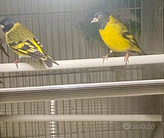 Lucherino testa nera topazio