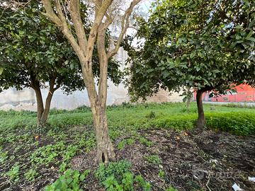 Proponiamo terreno agricolo