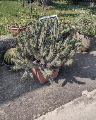 Pianta grassa
