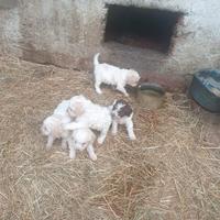 Cuccioli di Lagotto romagnolo