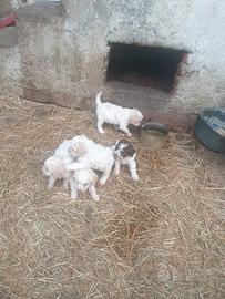 Cuccioli di Lagotto romagnolo