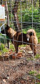 Akita Americano