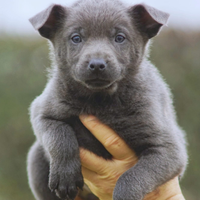Cucciola Australian kelpie