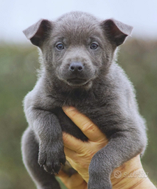 Cucciola Australian kelpie