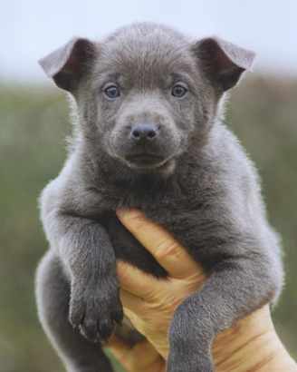 Cucciola Australian kelpie