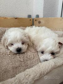 Cuccioli di maltese