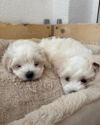 Cuccioli di maltese